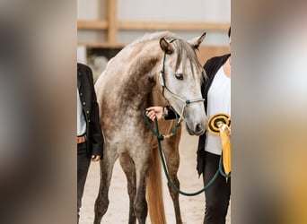Berbère, Jument, 5 Ans, 153 cm, Gris noir