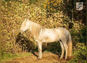 Berberhäst, Hingst, 19 år, 152 cm, Gråskimmel