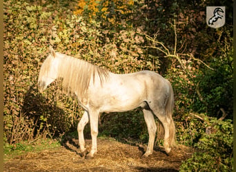 Berberhäst, Hingst, 19 år, 152 cm, Gråskimmel