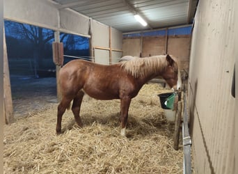 Berberhäst, Hingst, 1 år, 145 cm, fux