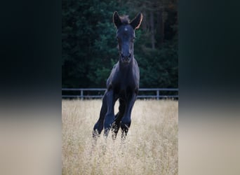 Berberhäst, Hingst, 1 år, 155 cm, Grå-mörk-brun