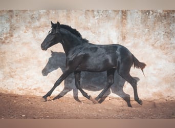 Berberhäst, Hingst, 1 år, 159 cm, Grå-blå-brun