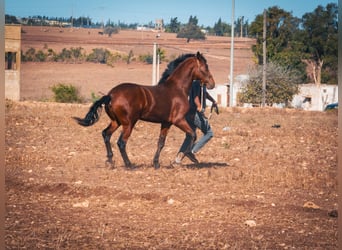 Berberhäst, Hingst, 1 år, 159 cm, Ljusbrun