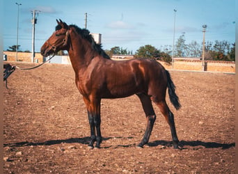 Berberhäst, Hingst, 1 år, 159 cm, Ljusbrun