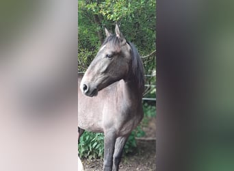 Berberhäst, Hingst, 1 år, 160 cm