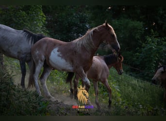 Berberhäst, Hingst, 2 år, 154 cm, Sabino