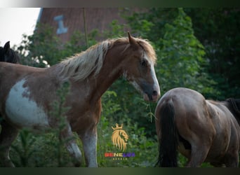Berberhäst, Hingst, 2 år, 154 cm, Sabino