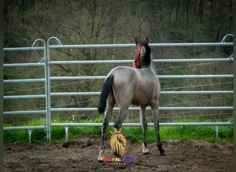 Berberhäst, Hingst, 2 år, 155 cm, Konstantskimmel