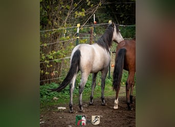 Berberhäst, Hingst, 3 år, 150 cm, Grå-blå-brun
