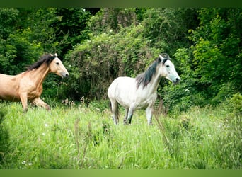 Berberhäst, Hingst, 3 år, 150 cm, Grå-blå-brun