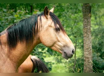 Berberhäst, Hingst, 3 år, 152 cm