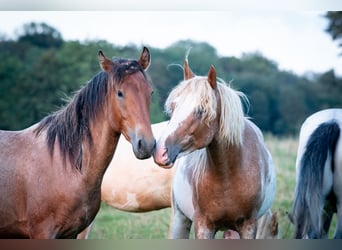 Berberhäst, Hingst, 3 år, 154 cm, Sabino