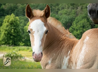 Berberhäst, Hingst, 3 år, 154 cm, Sabino