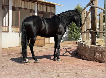 Berberhäst, Hingst, 3 år, 154 cm, Svart