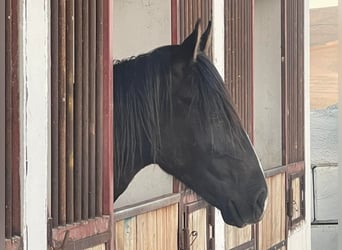 Berberhäst, Hingst, 3 år, 154 cm, Svart