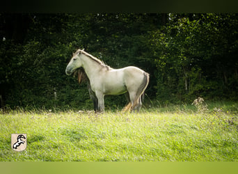 Berberhäst, Hingst, 3 år, 156 cm, Braunfalbschimmel