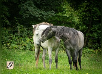 Berberhäst, Hingst, 3 år, 156 cm, Braunfalbschimmel