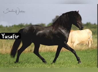 Berberhäst, Hingst, 3 år, 157 cm, Brun