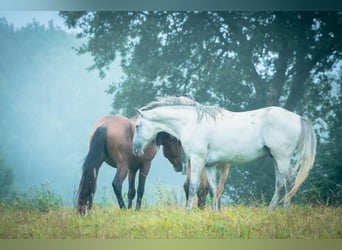 Berberhäst, Hingst, 4 år, 156 cm, Braunfalbschimmel