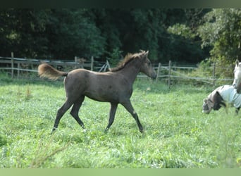 Berberhäst, Sto, 1 år, 156 cm, Grå