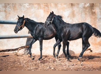 Berberhäst, Sto, 1 år, 156 cm, Svart