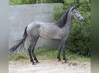 Berberhäst, Sto, 2 år, 154 cm