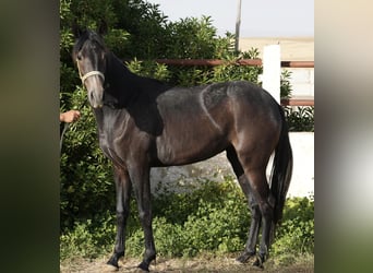 Berberhäst, Sto, 2 år, 154 cm