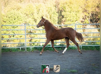 Berberhäst, Sto, 3 år, 155 cm, Fux