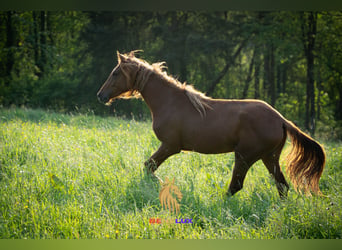 Berberhäst, Sto, 3 år, 155 cm, Fux