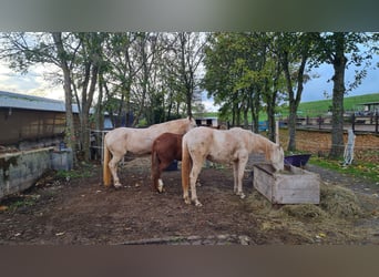 Berberhäst, Sto, 3 år, 162 cm, Palomino