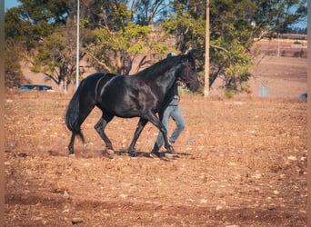 Berberhäst, Sto, 5 år, 157 cm, Svart