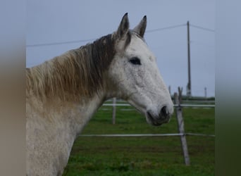 Berberhäst, Valack, 11 år, Grå