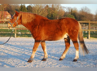 Berberhäst Blandning, Valack, 12 år, 150 cm, fux