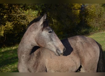 Berberhäst, Valack, 2 år, Grå