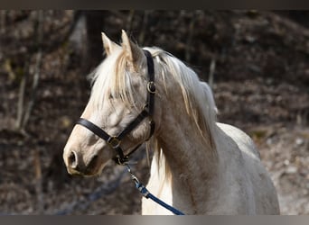 Berberhäst, Valack, 4 år, 152 cm, Palomino