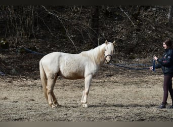 Berbero, Castrone, 3 Anni, 152 cm, Palomino