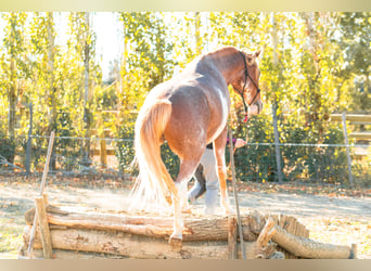 Berbero, Castrone, 4 Anni, 154 cm, Sabino