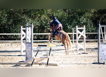 Berbero, Castrone, 5 Anni, 154 cm, Sabino