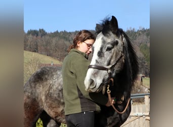 Berbero Mix, Castrone, 7 Anni, 150 cm, Grigio pezzato