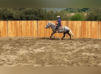 Berbero Mix, Castrone, 7 Anni, 152 cm, Grigio pezzato