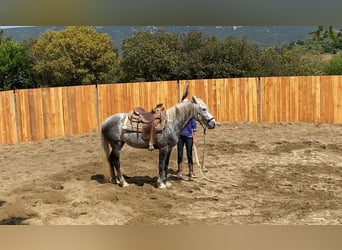 Berbero Mix, Castrone, 7 Anni, 152 cm, Grigio pezzato