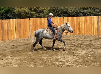 Berbero Mix, Castrone, 7 Anni, 152 cm, Grigio pezzato