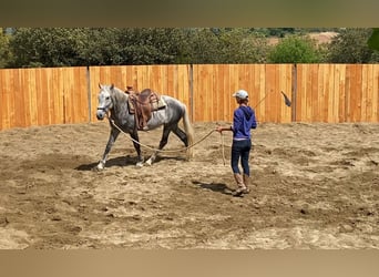 Berbero Mix, Castrone, 7 Anni, 152 cm, Grigio pezzato