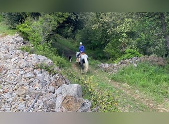Berbero Mix, Castrone, 7 Anni, 152 cm, Grigio pezzato