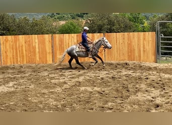Berbero Mix, Castrone, 7 Anni, 152 cm, Grigio pezzato