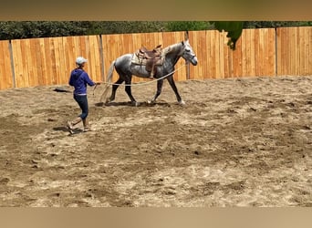 Berbero Mix, Castrone, 7 Anni, 152 cm, Grigio pezzato