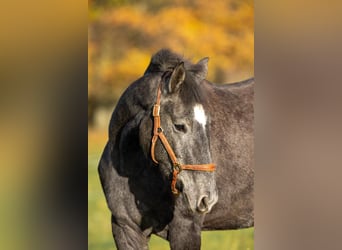 Berbero, Giumenta, 2 Anni, 158 cm, Grigio