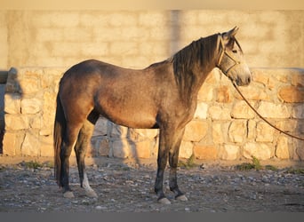 Berbero, Giumenta, 3 Anni, 154 cm