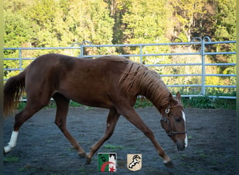 Berbero, Giumenta, 4 Anni, 155 cm, Sauro ciliegia