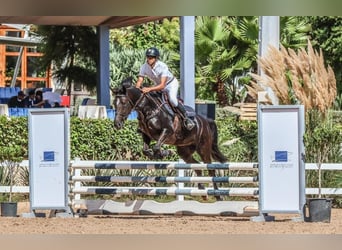 Berbero, Giumenta, 5 Anni, 157 cm, Morello